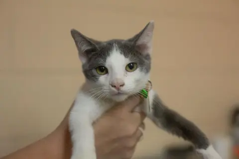 Kaya