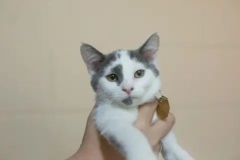 Poise
