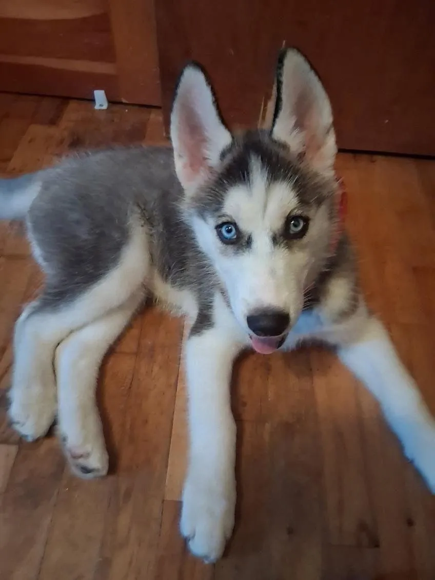 Zuko - Photo 1