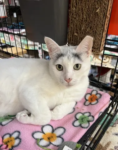 Nova