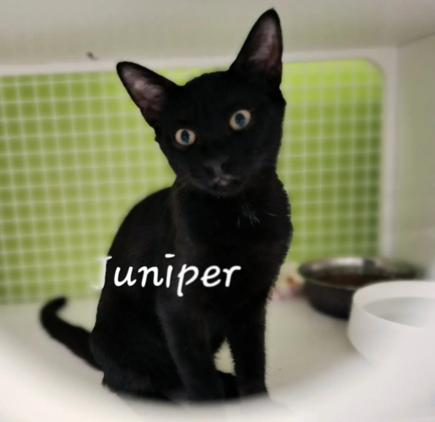 Juniper - Photo 1