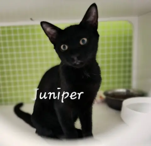 Juniper