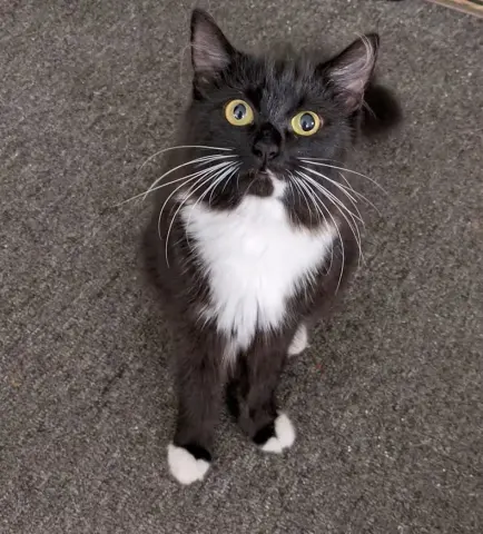 Penelope