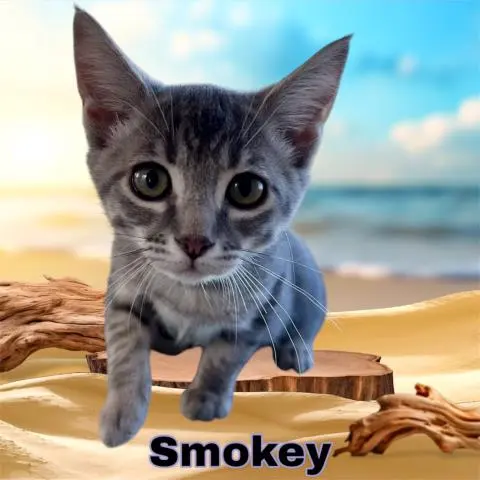 Smokey