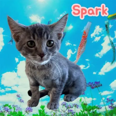 Spark