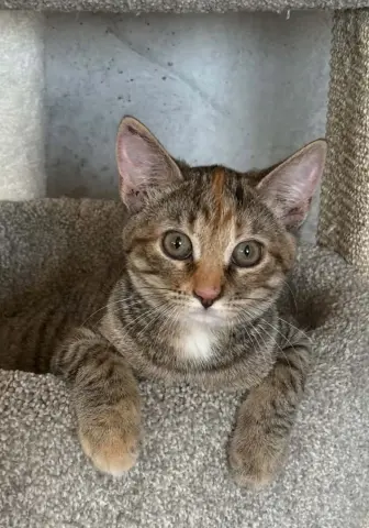 Cami