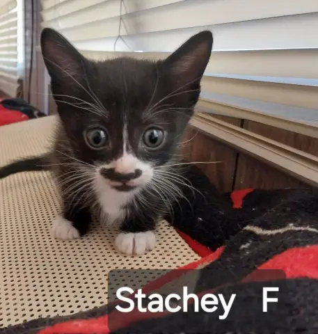 Stachey