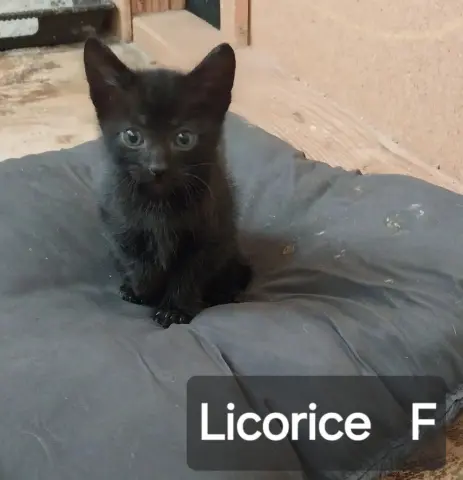 Licorice