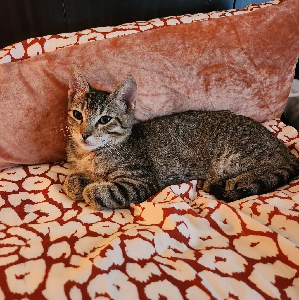 Timmy - Photo 1