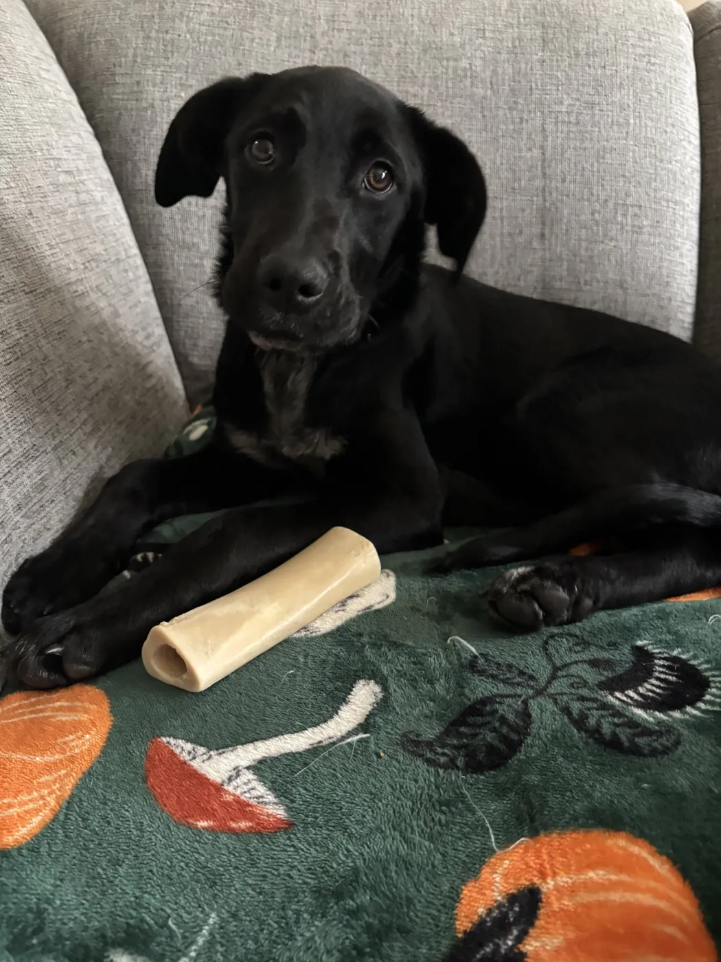 Molly - Photo 1