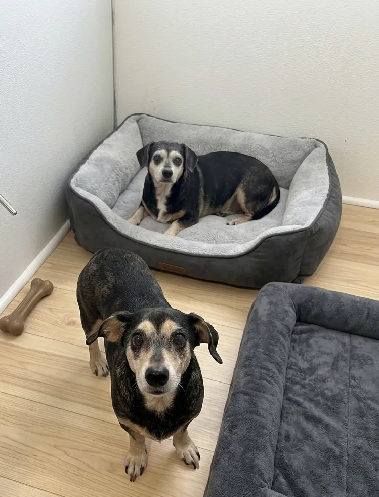 Chiquita and Pepita - Photo 1
