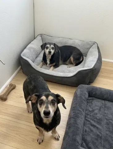 Chiquita and Pepita