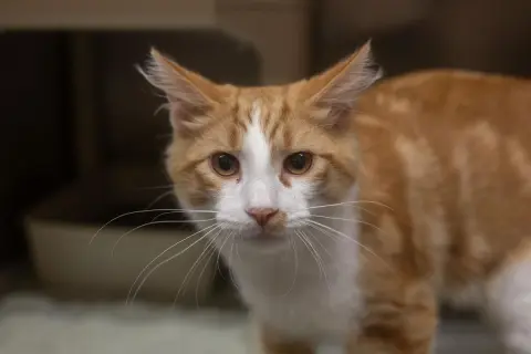 Andy