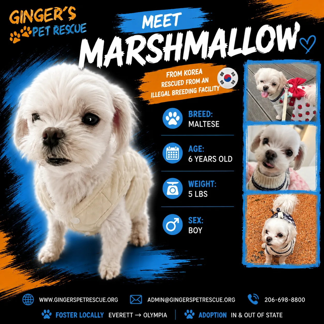 Marshmallow - Photo 1