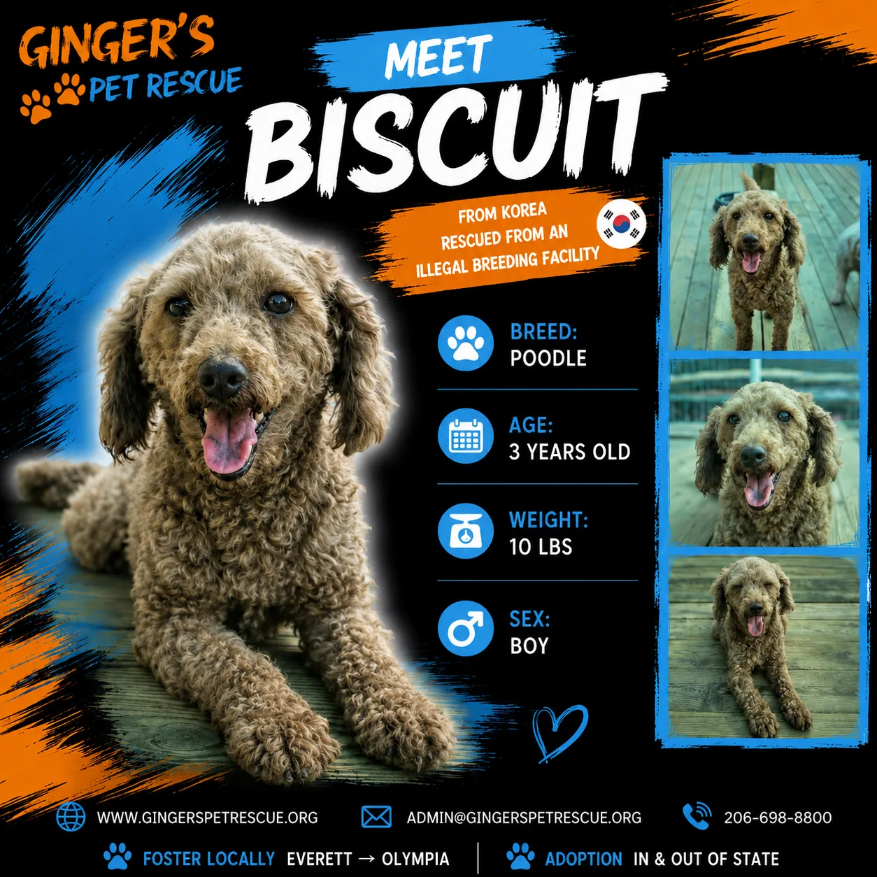 Biscuit - Photo 1