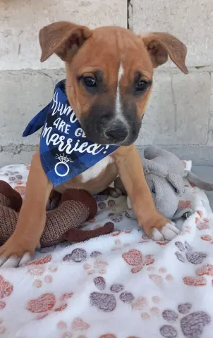 Winston