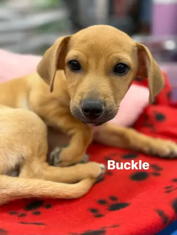 Buckle
