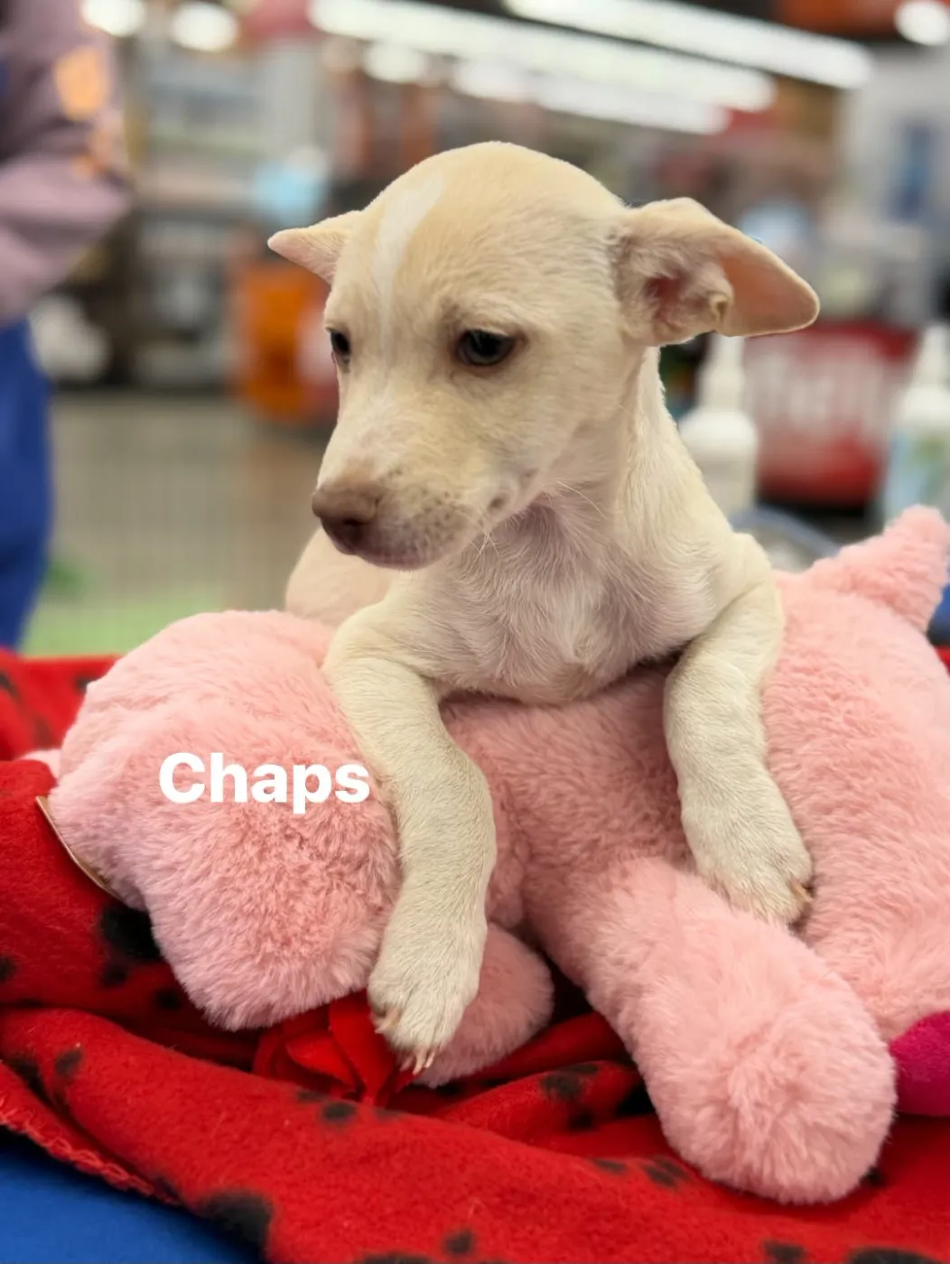 Chaps - Photo 1