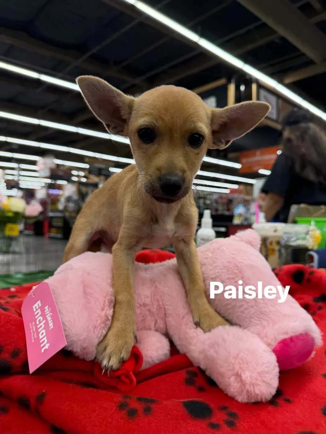 Paisley - Photo 1