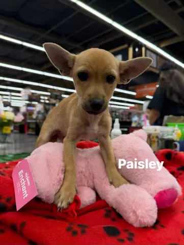 Paisley