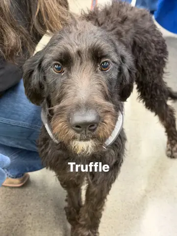 Truffle