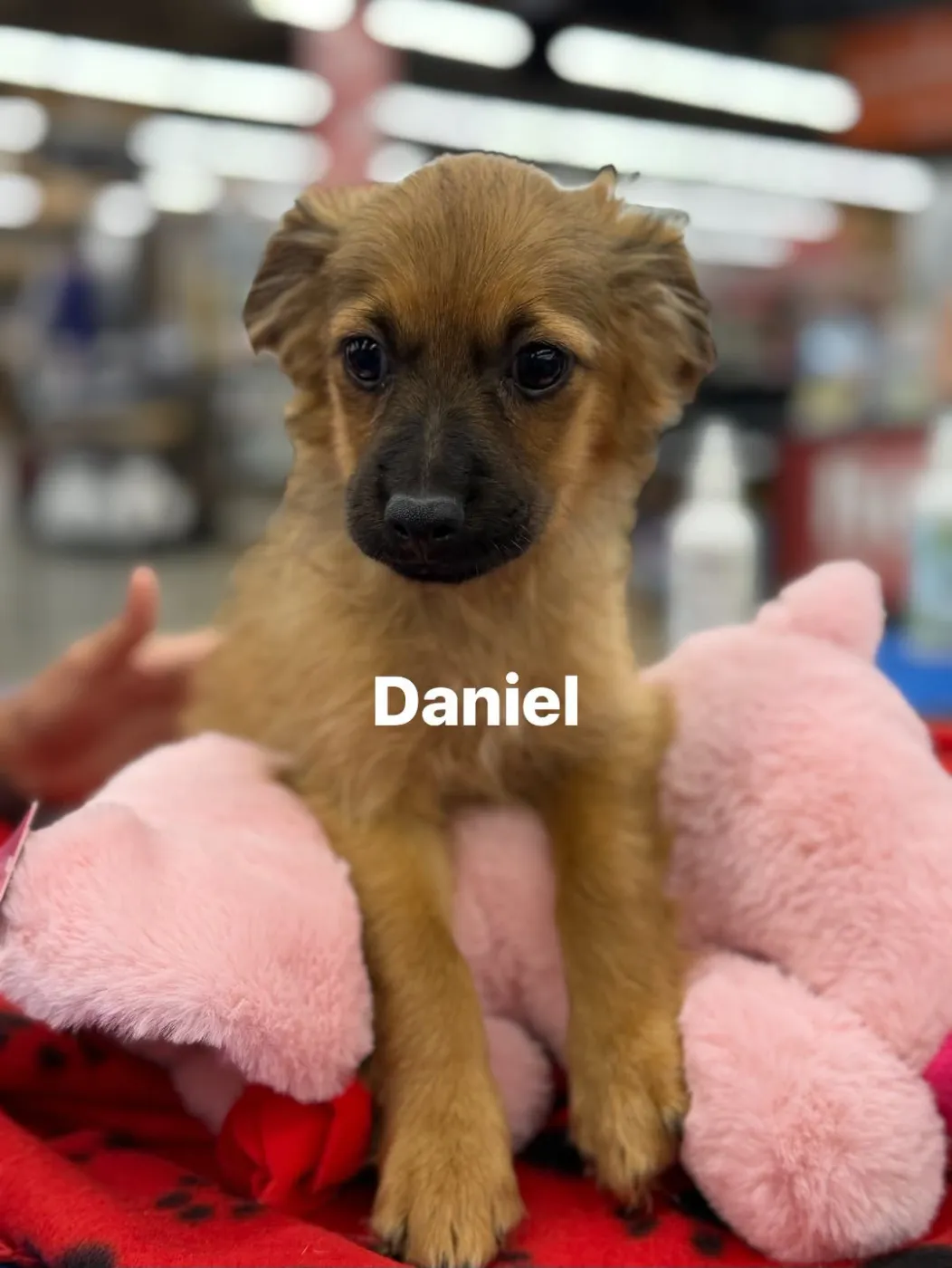 Daniel - Photo 1