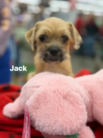 Jack