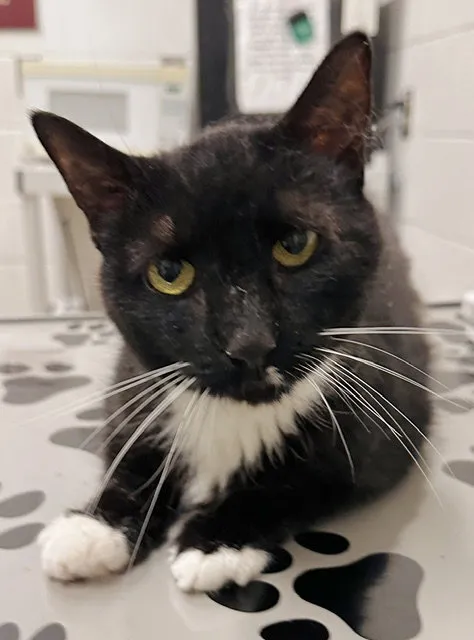 Cattilda - Photo 1