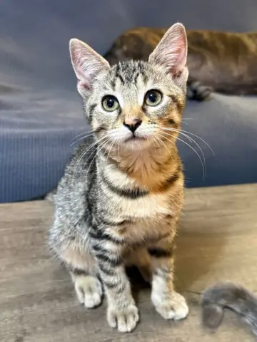 Bindi