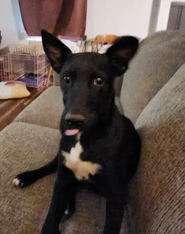 Gus