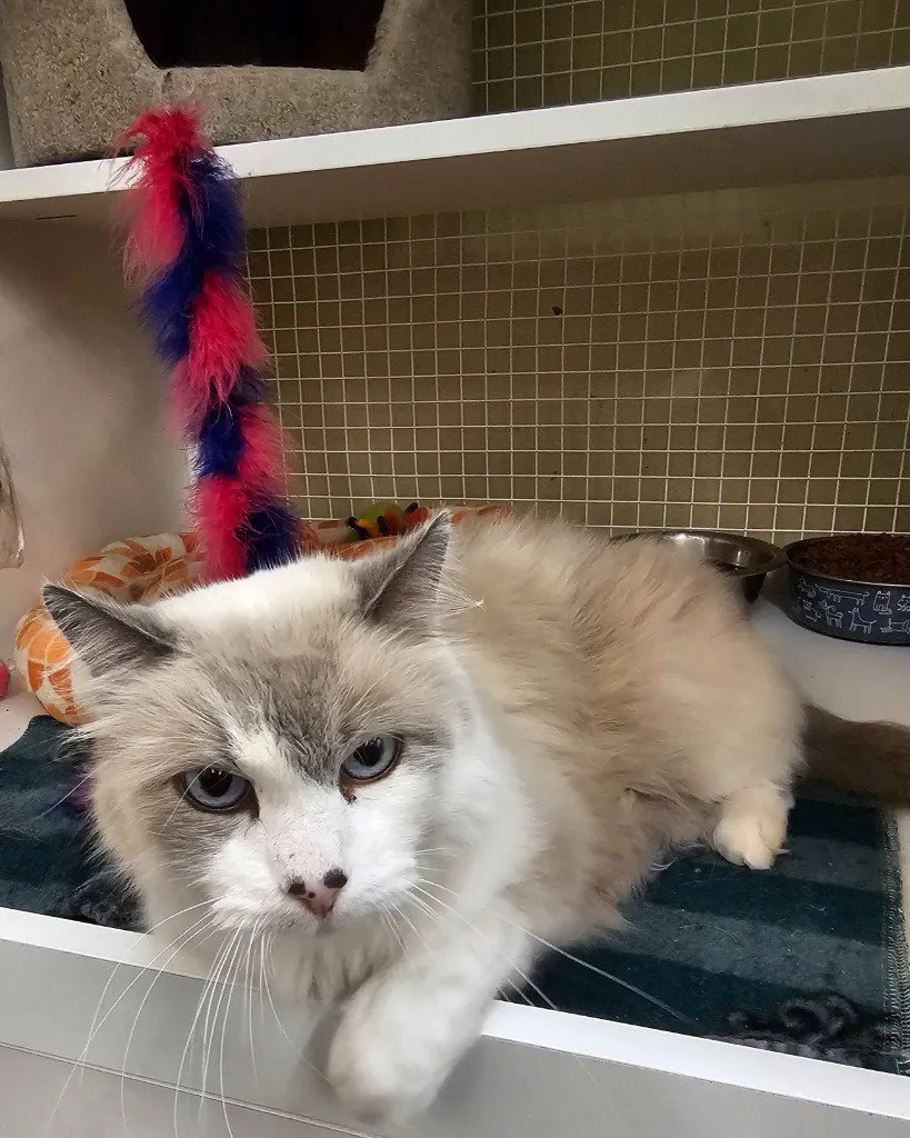 Meeko - Photo 1