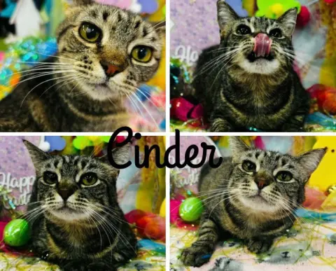 Cinder