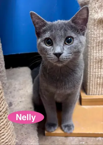 Nelly