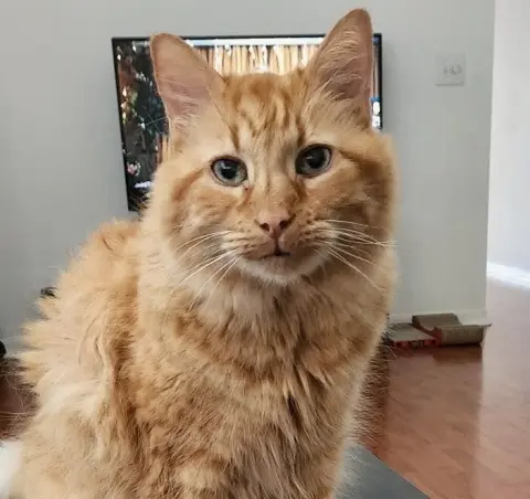 Hamlet
