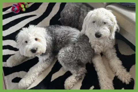 Daisy and Ziggy