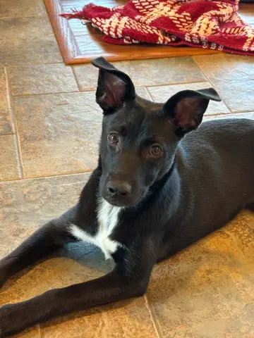 Zuri