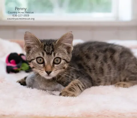 Penny