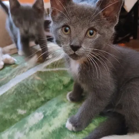 Marko