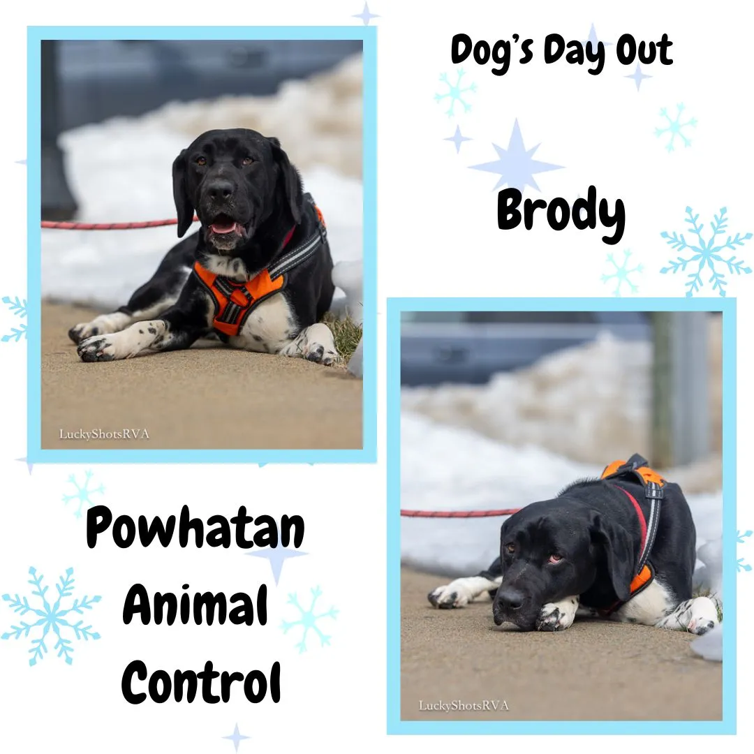 Brody - Photo 2