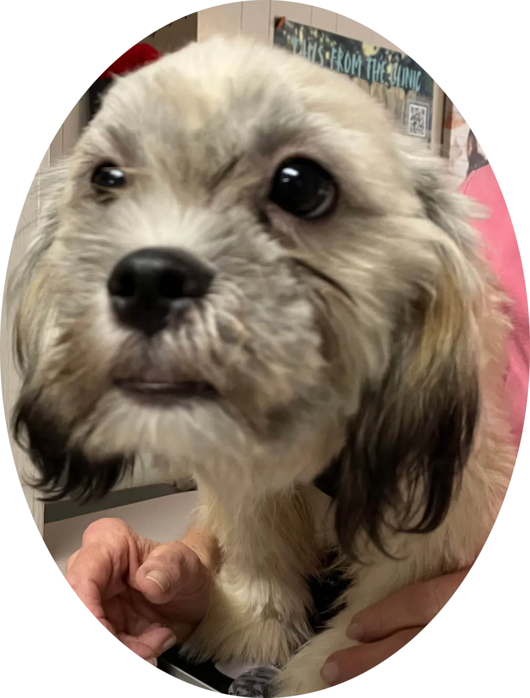 Tootsie - Photo 1
