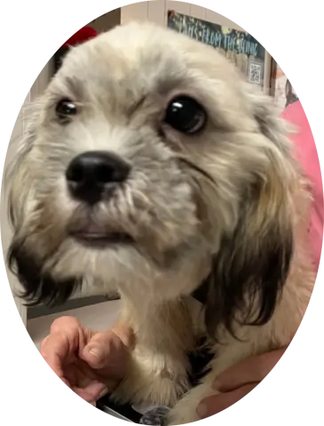 Tootsie