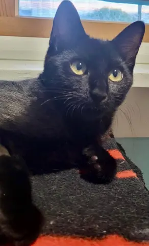 Pepper