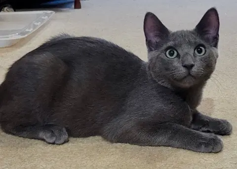 Fajita