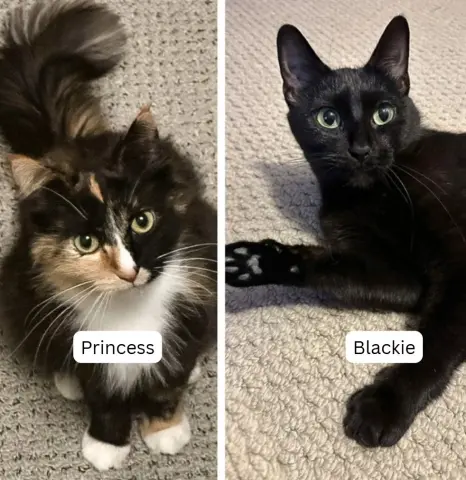 Blackie & Princess