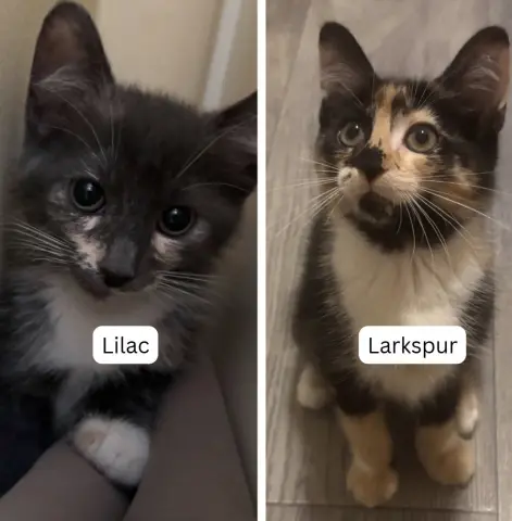 Larkspur