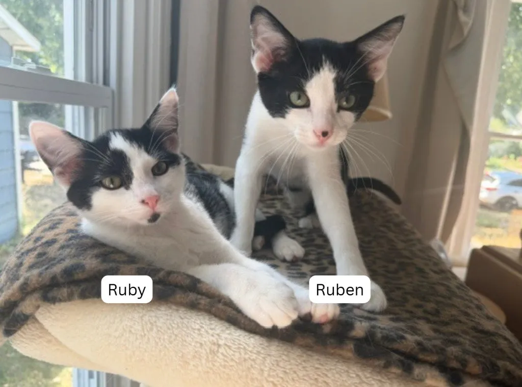 Ruben - Photo 1