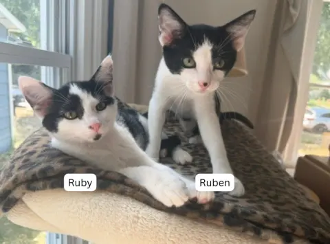 Ruben