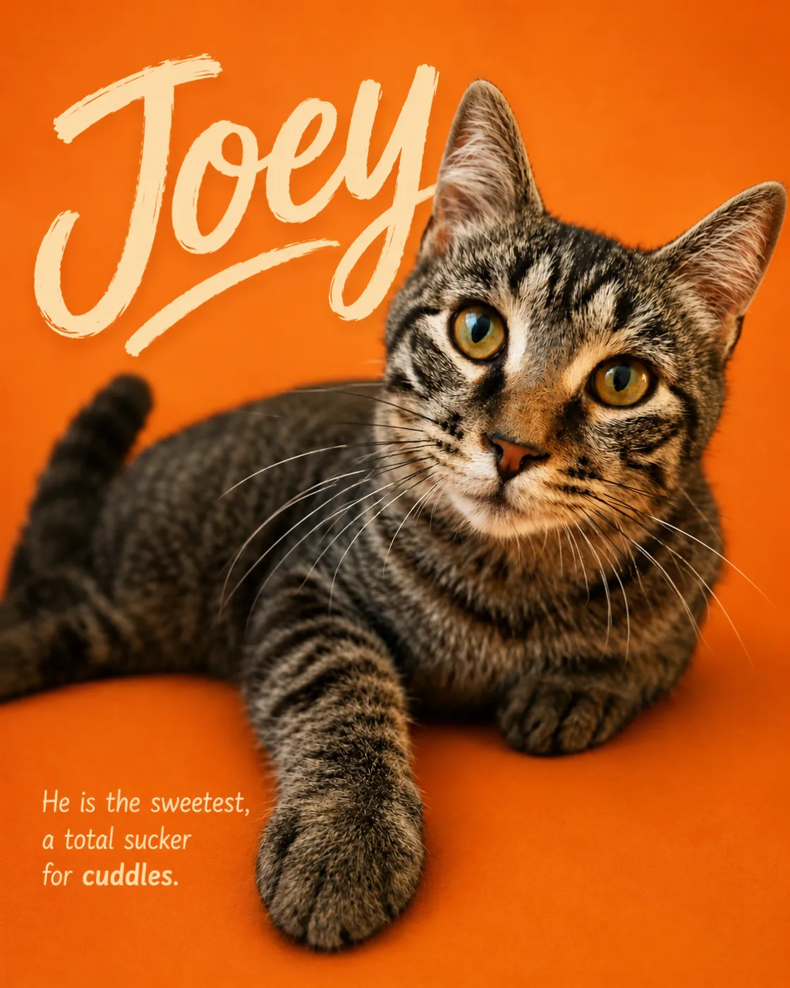 Joey - Photo 1