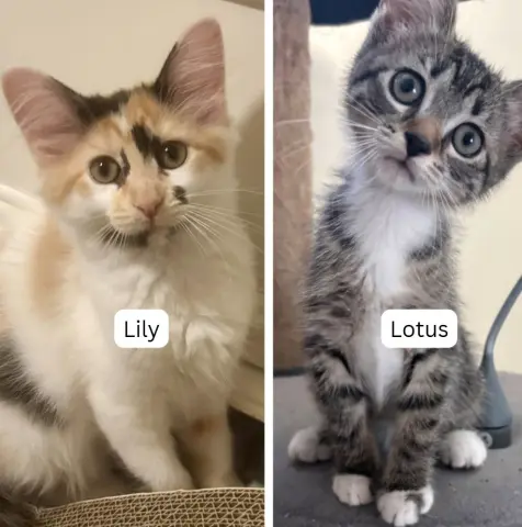 Lily
