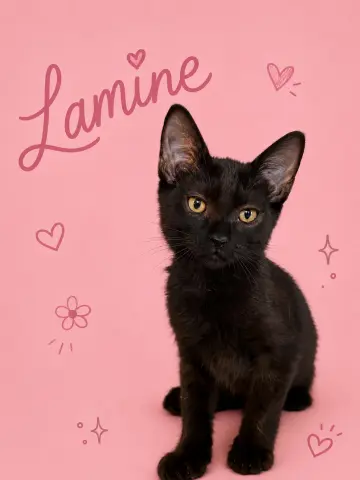 Lamine